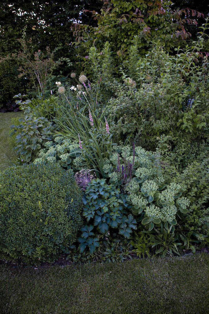 Perennials, grasses, sedum, astrantie and iris leaves in field