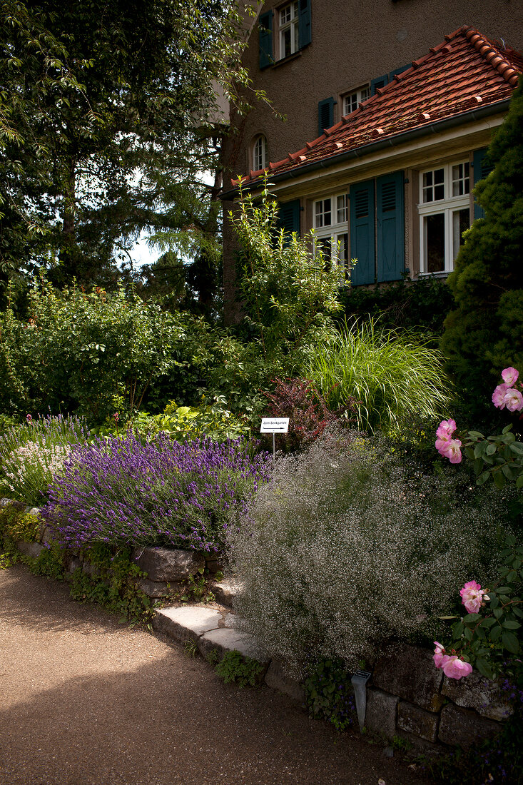 Perennials, lavender, baby's breath and roses outside house
