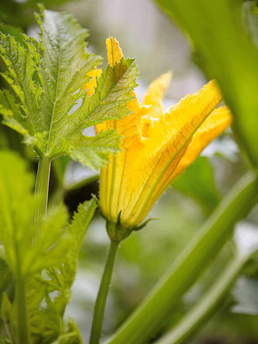 Close-up of yellow coloured zucchini flower