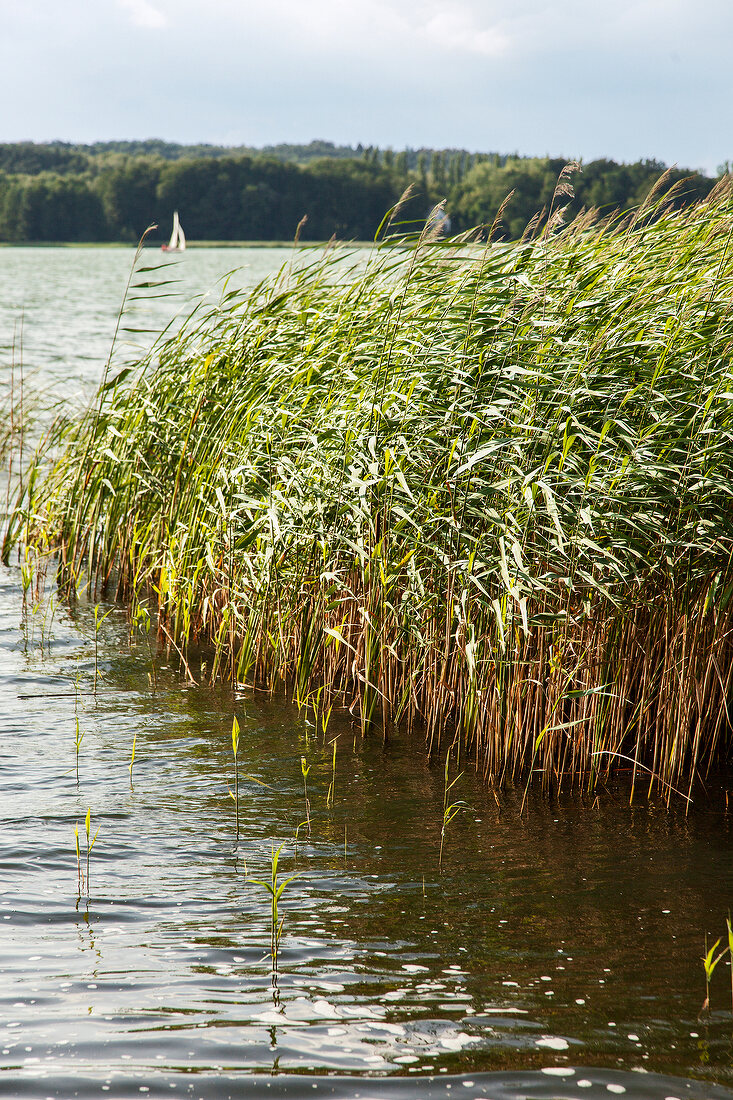 Blick auf den Scharmützelsee in Brandenburg