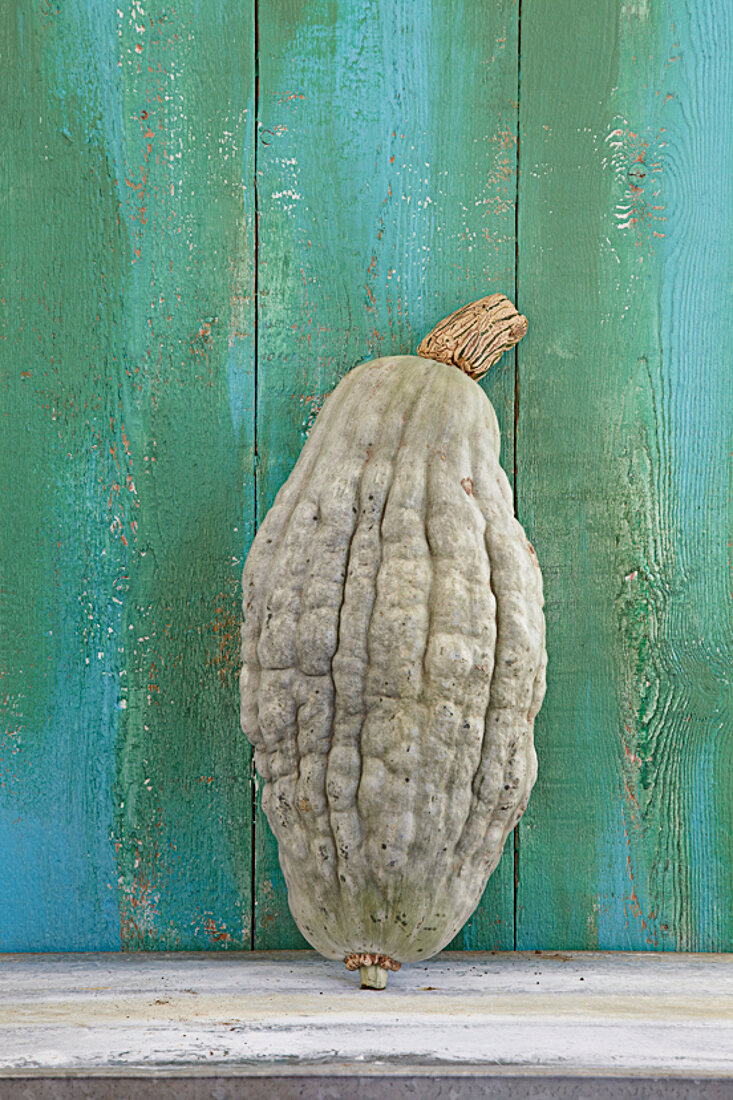 Hubbard squash in front of wooden wall