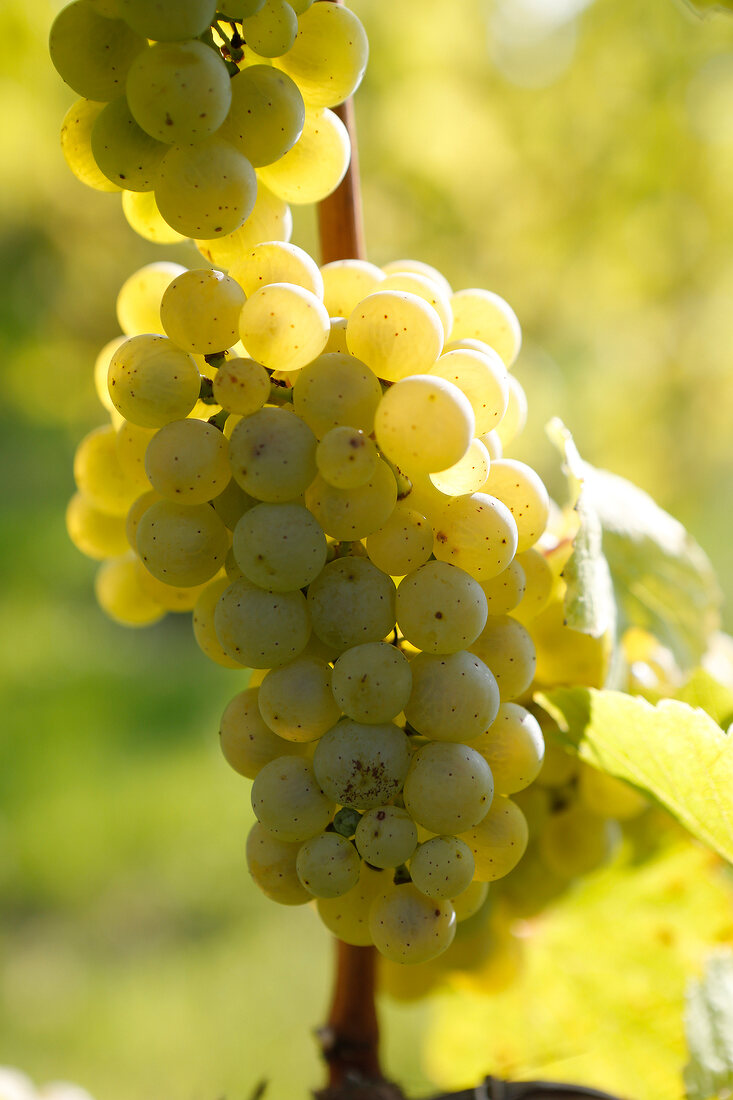 Rieslingtrauben in der Pfalz Weinanbaugebiet Rheinland-Pfalz