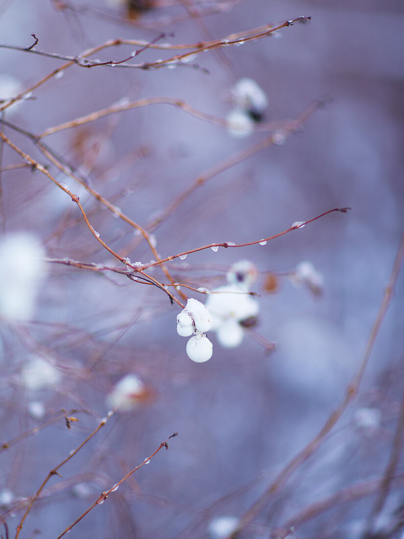 Branches with berries covered with snow in winter
