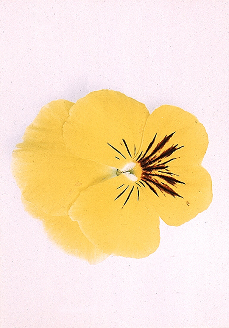 Stiefmütterchen-Blüte 
