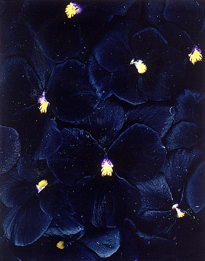 Schwarze Stiefmütterchen-Blüten "Black Devil"