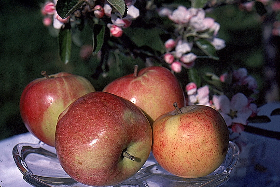 Grün-rote Äpfel auf einem Glasteller - im Hintergrund Apfelblüten