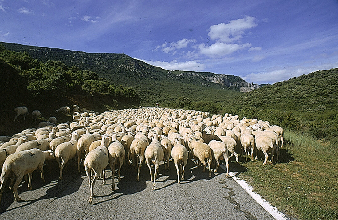 Spanien: Schafe auf dem "Jakobsweg" Navarra
