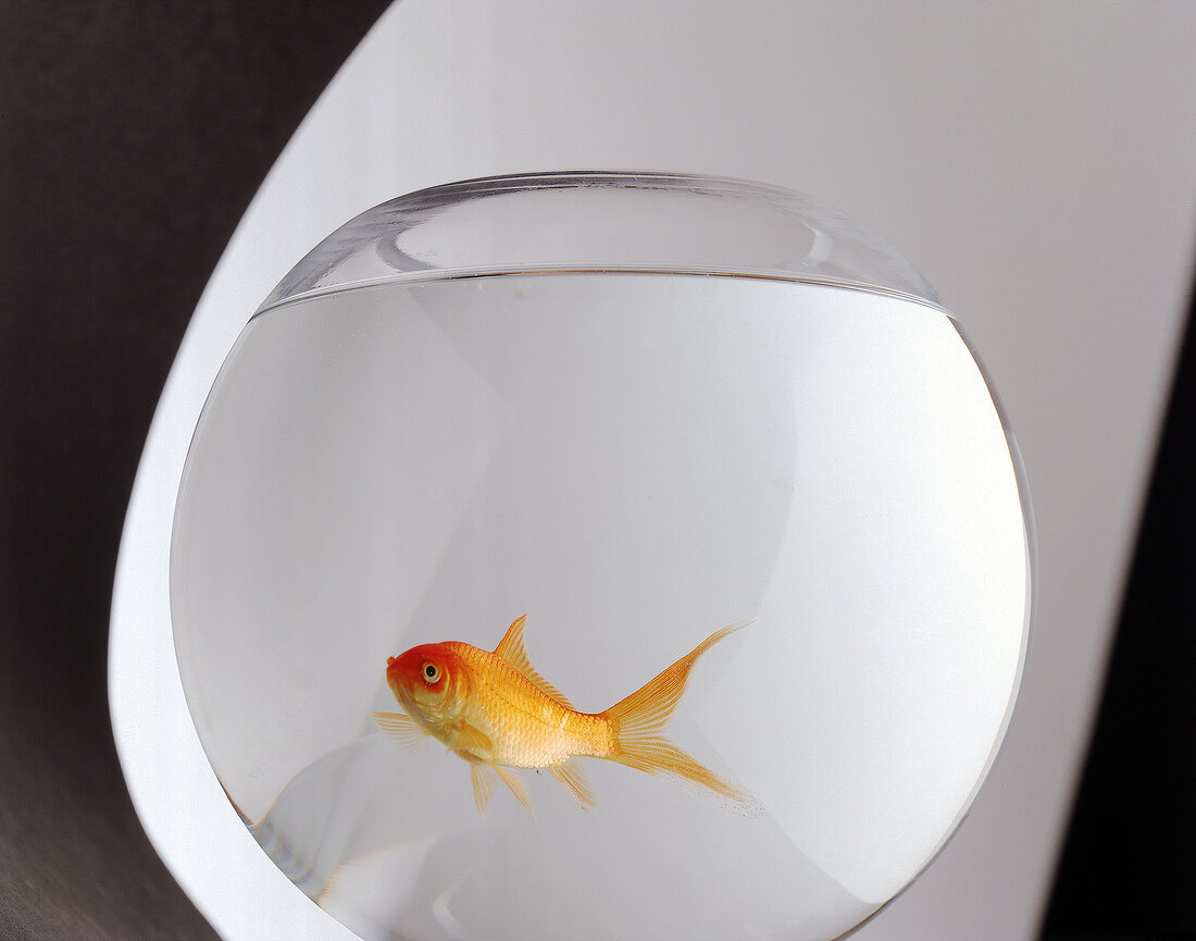 Goldfisch in einem runden Glas 