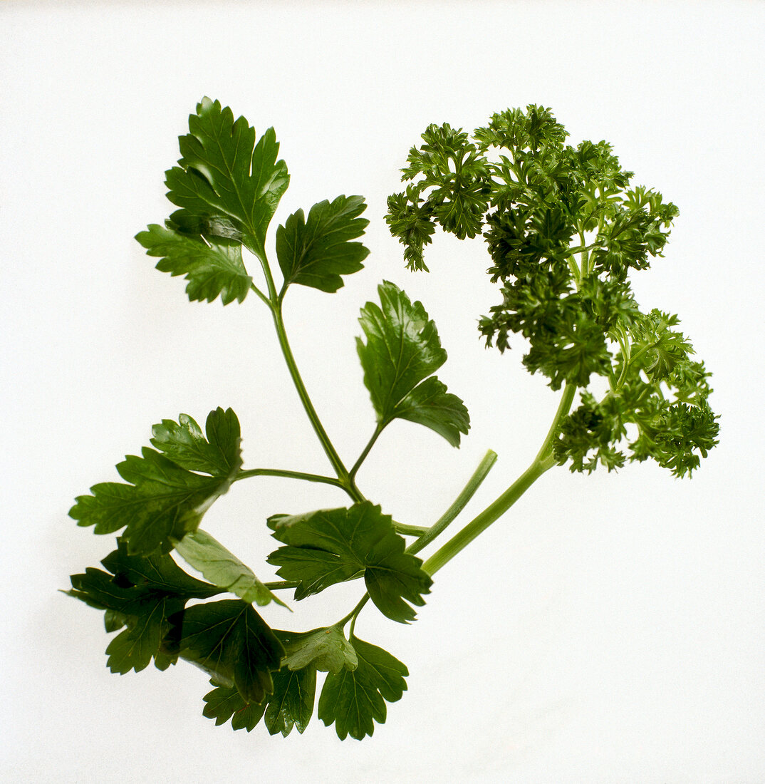 Close-up of handle curly parsley on white background