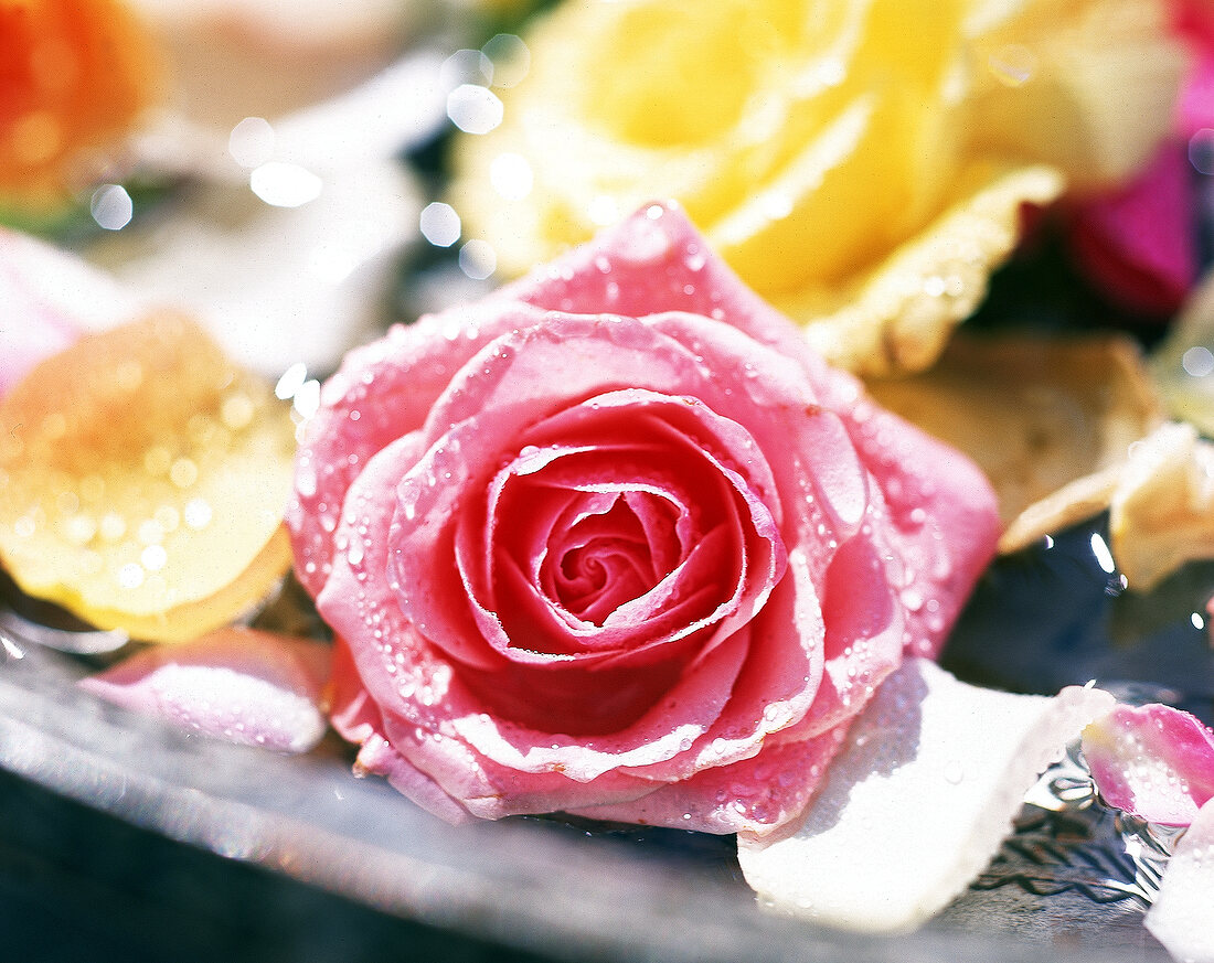 Rosa, gelbe und orangefarbene Rosen mit Wassertropfen