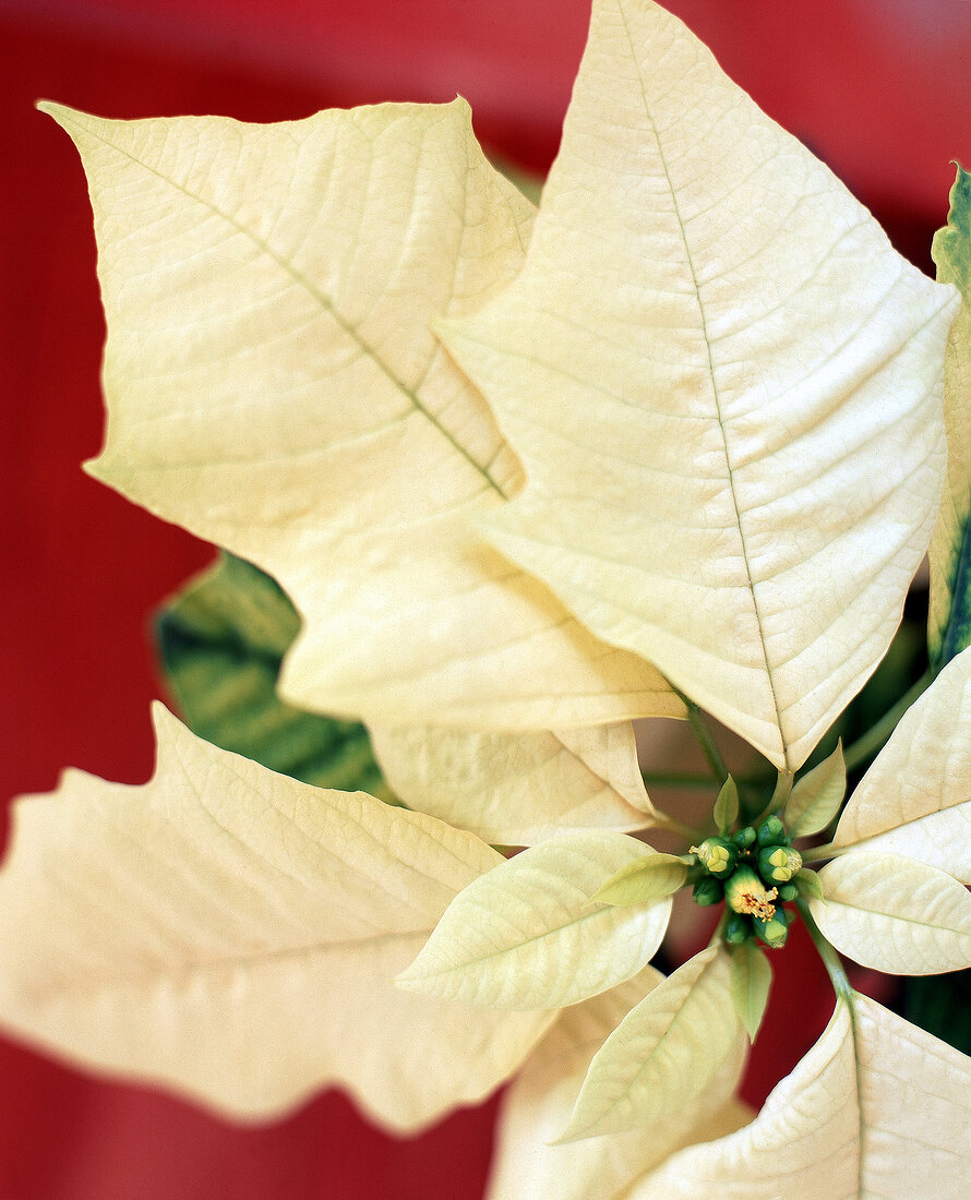 Gelbe Bläter des Weihnachtssterns im close up