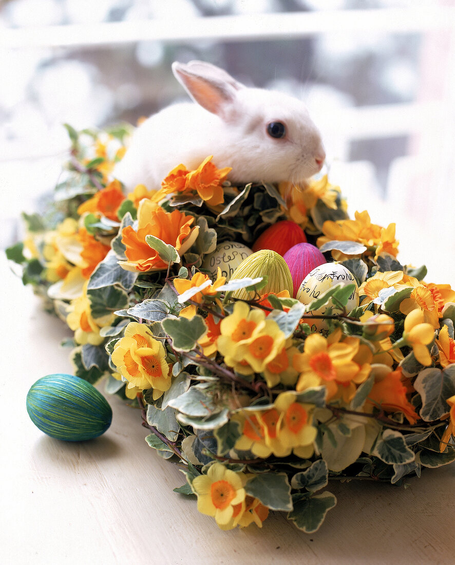 Weißes Kaninchen hinter Osterkorb mit gelben Narzissen und Efeuranken