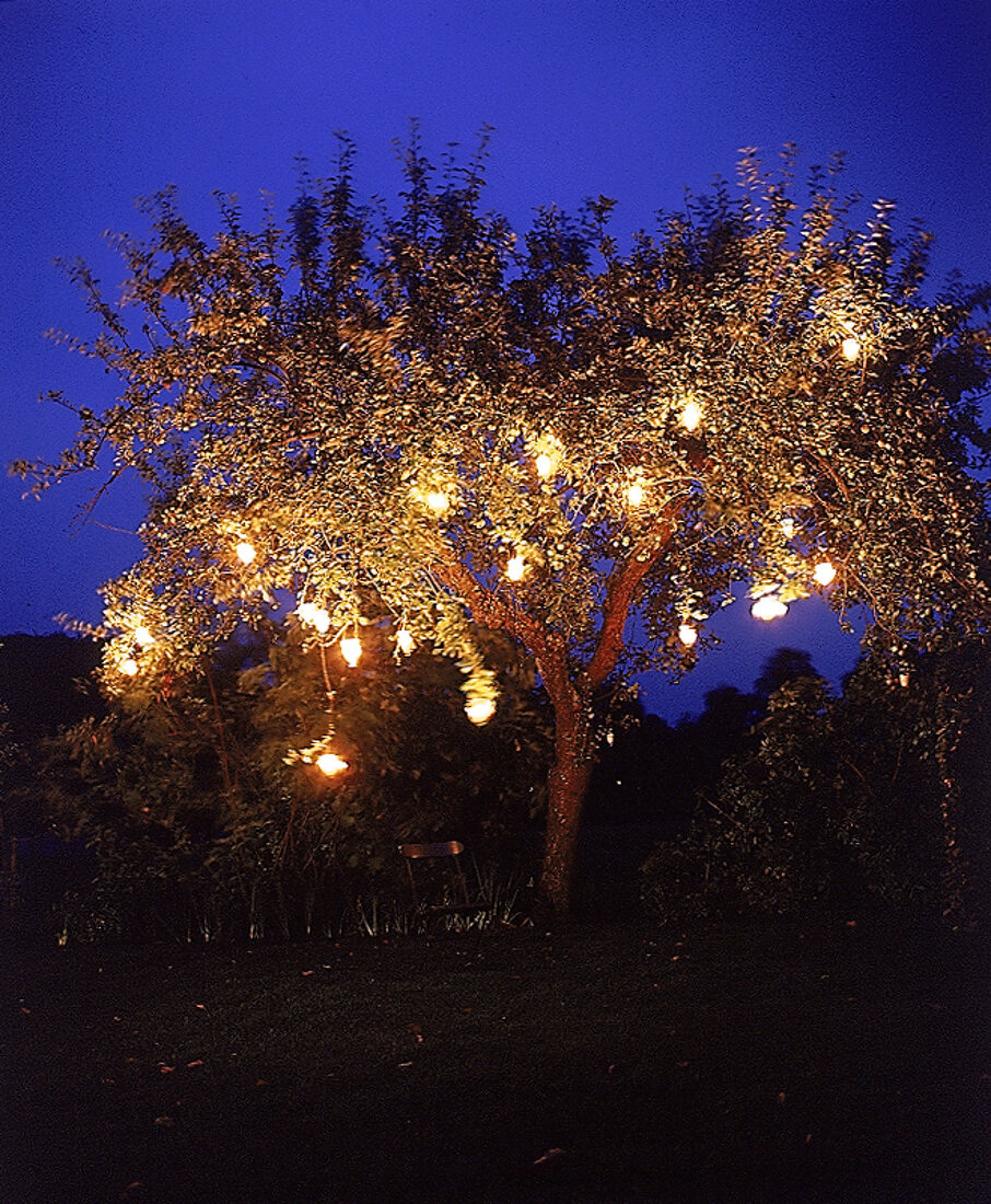 Farbige Windlichter hängen in den Ästen eines Obstbaums, Nachtaufnahme