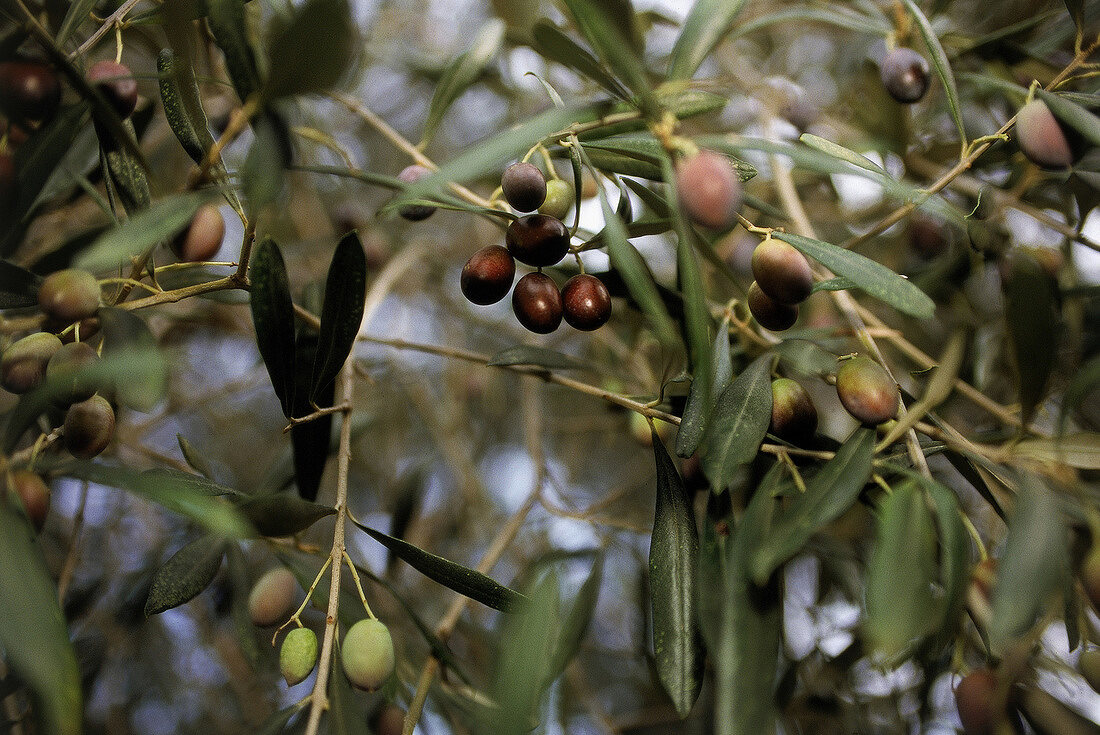 Olivenbäume auf Kreta 