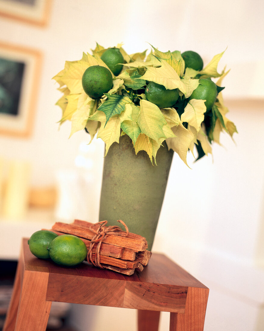 Grüngelber Weihnachtsstern mit Limonen in einer Vase