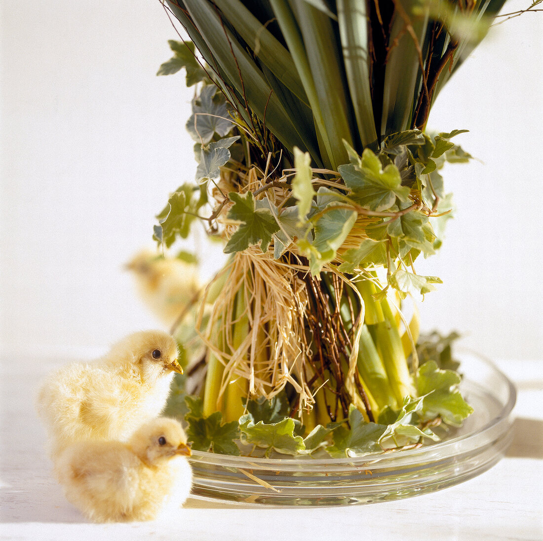 Easter decoration with ivy and two chicks sitting in front