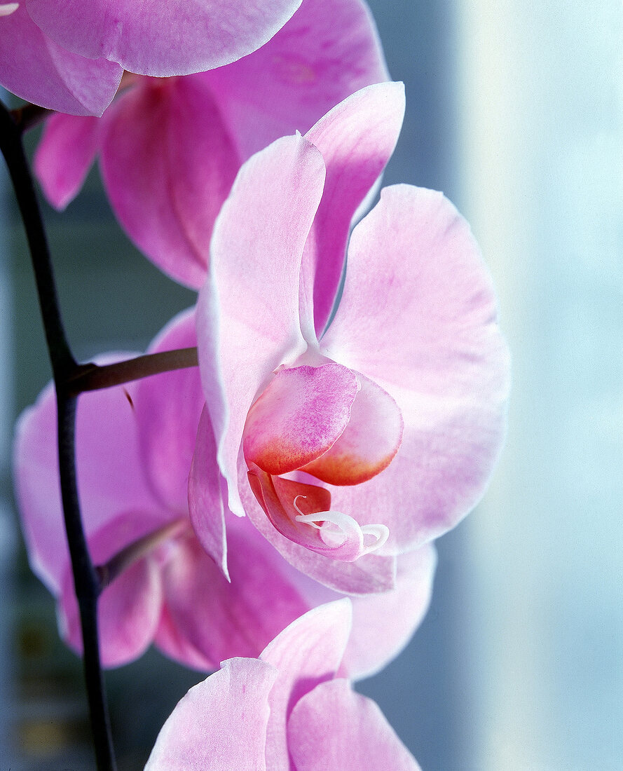 Rosafarbene Malaienblume (Orchidee) 
