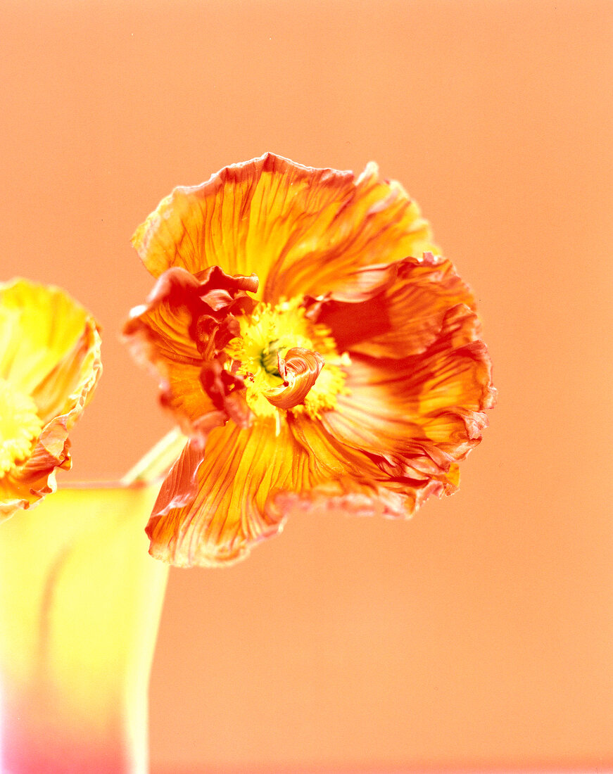 Close-up of red and yellow poppy flower