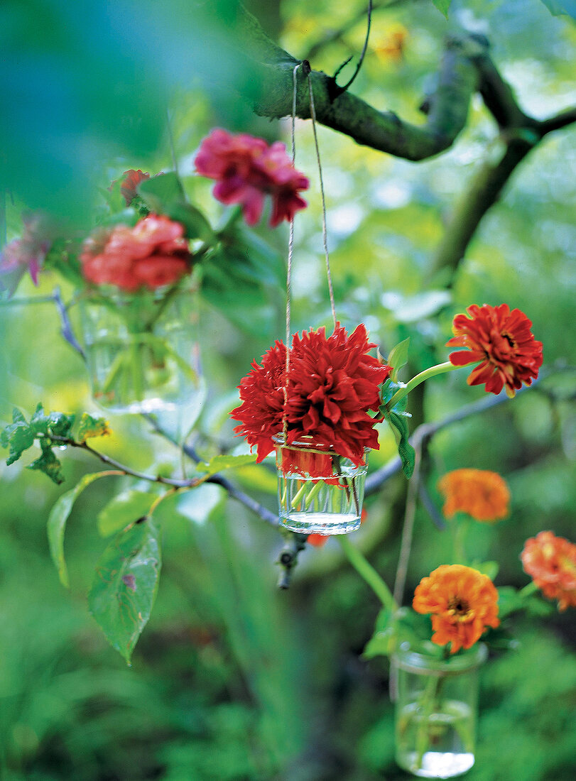 Trinkglas als Vase an einer Kordel, mit roten  Blumen hängt am Baum