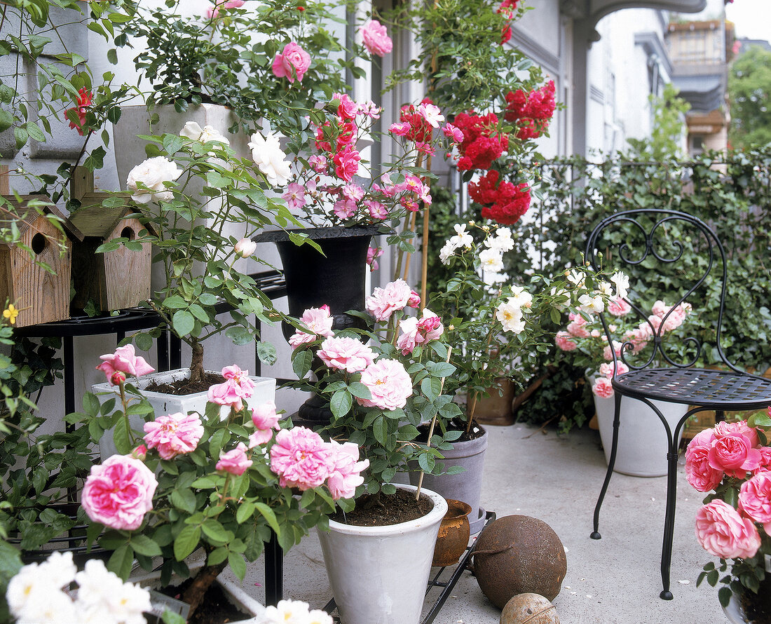 Verschiedene Rosenarten in Kübeln auf einem Balkon