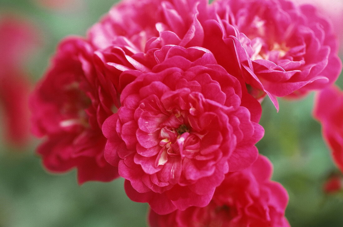Pinkfarbene Blüte der Strauchrose 'Lovely Fairy'