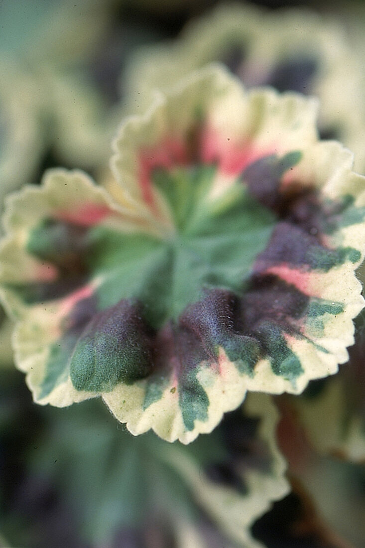 Green and white leaves of the pelargonium 'Sophie Dumaresque'