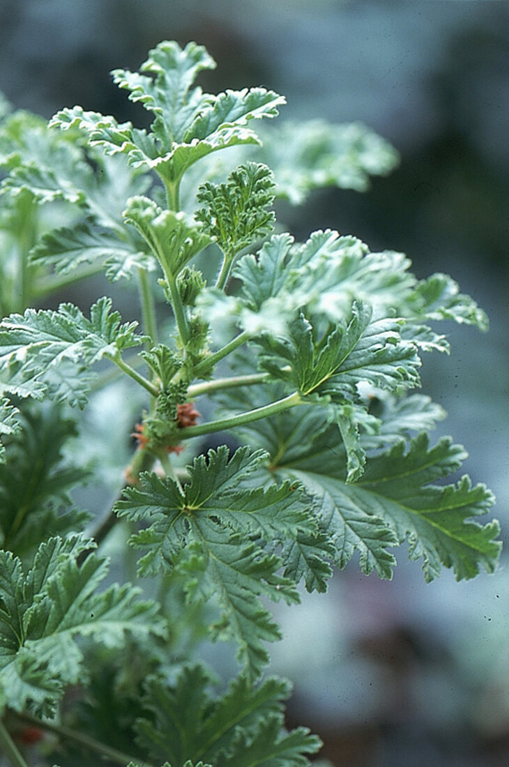 Blätter der Pelargonie 'Rollers Satinique'