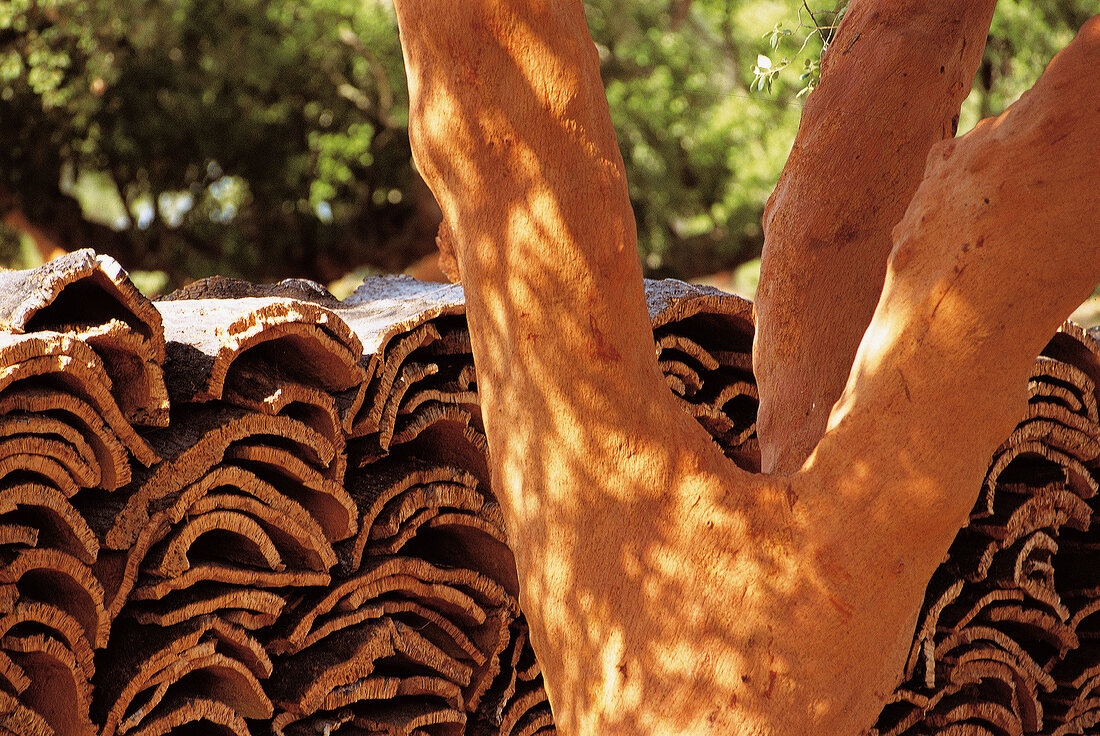 Storage of peeled barks of oak kept outside