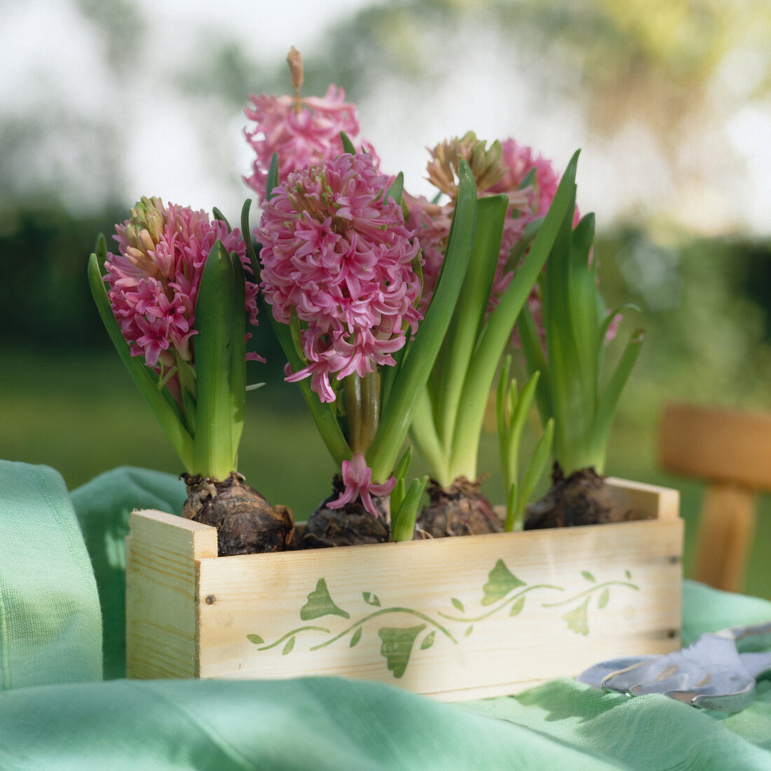 Pink hyacinths in wooden pot with green leaves