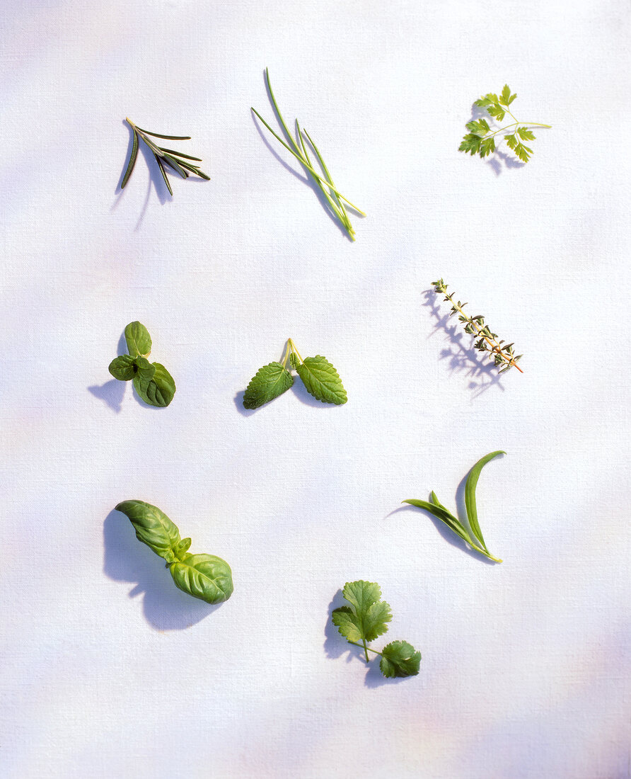 Various herbs on white background