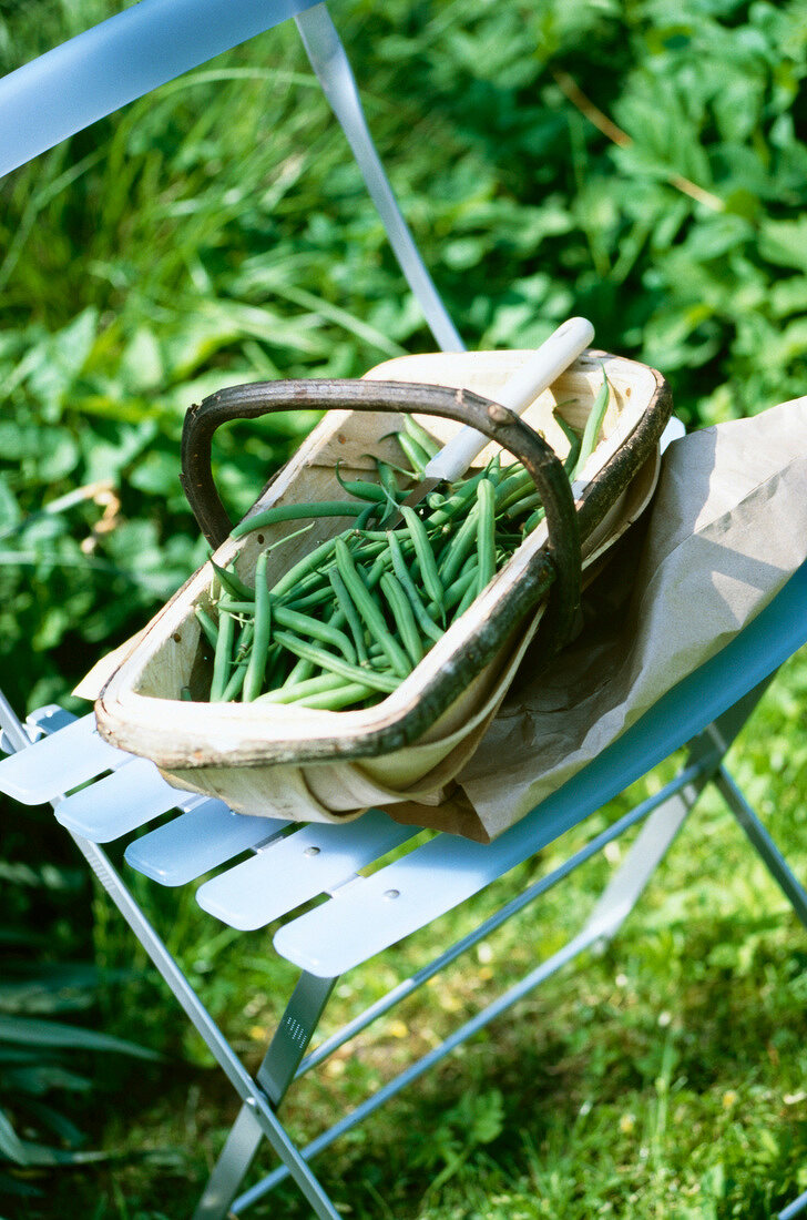 frische Bohnen in einem Weidenkorb stehen auf blauem Stuhl