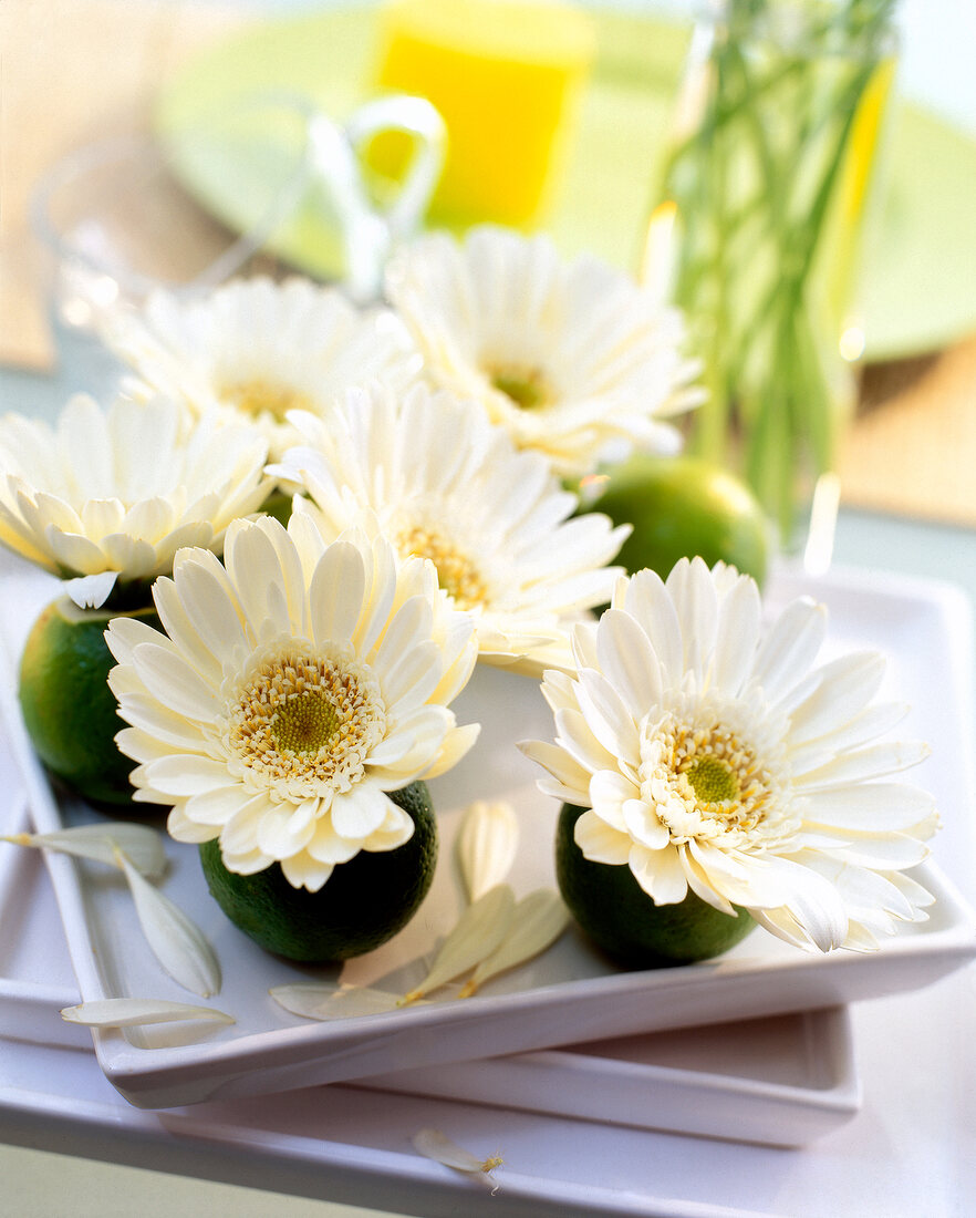 Close-up of lime and white gerbera flowers on tray