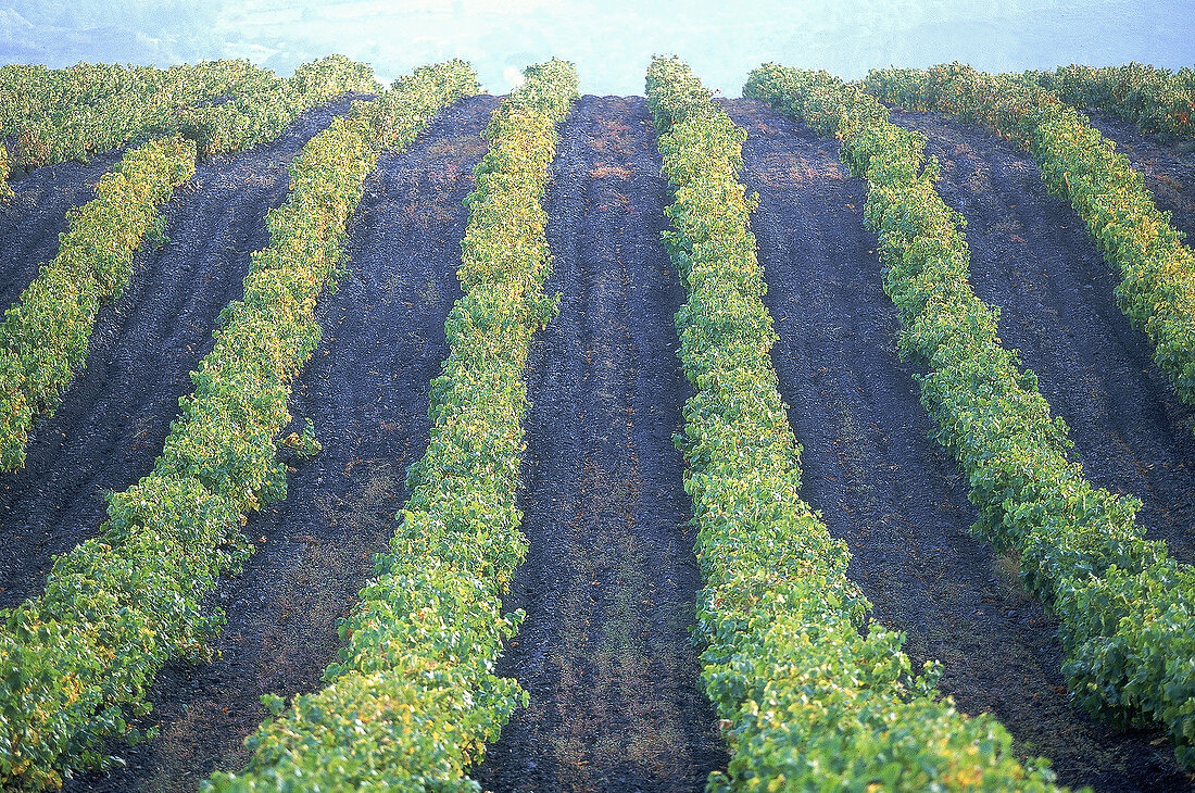 Sicht von unten auf ein hochgelegene Weinfeld in der Roussillonregion