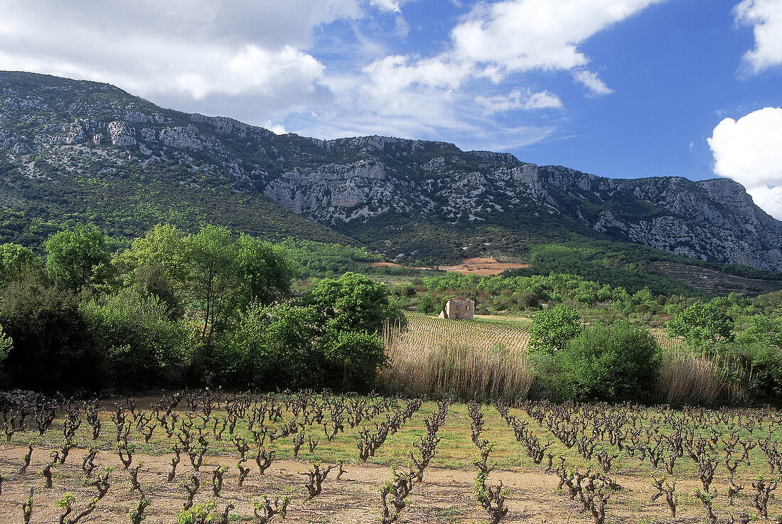 wildromantische Weinlandschaft vor Felsmassiv im Languedoc-Roussillon