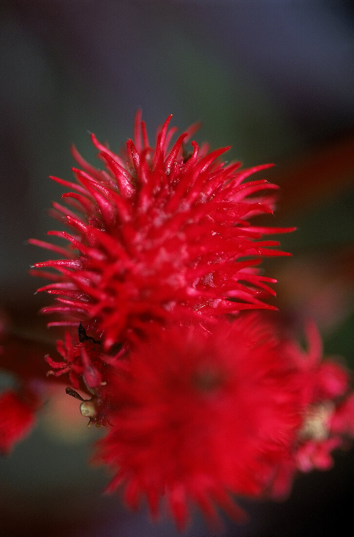 Pinkrote Blütenrispen mit spitzen Blüten des Rizinus (Wunderbaum)