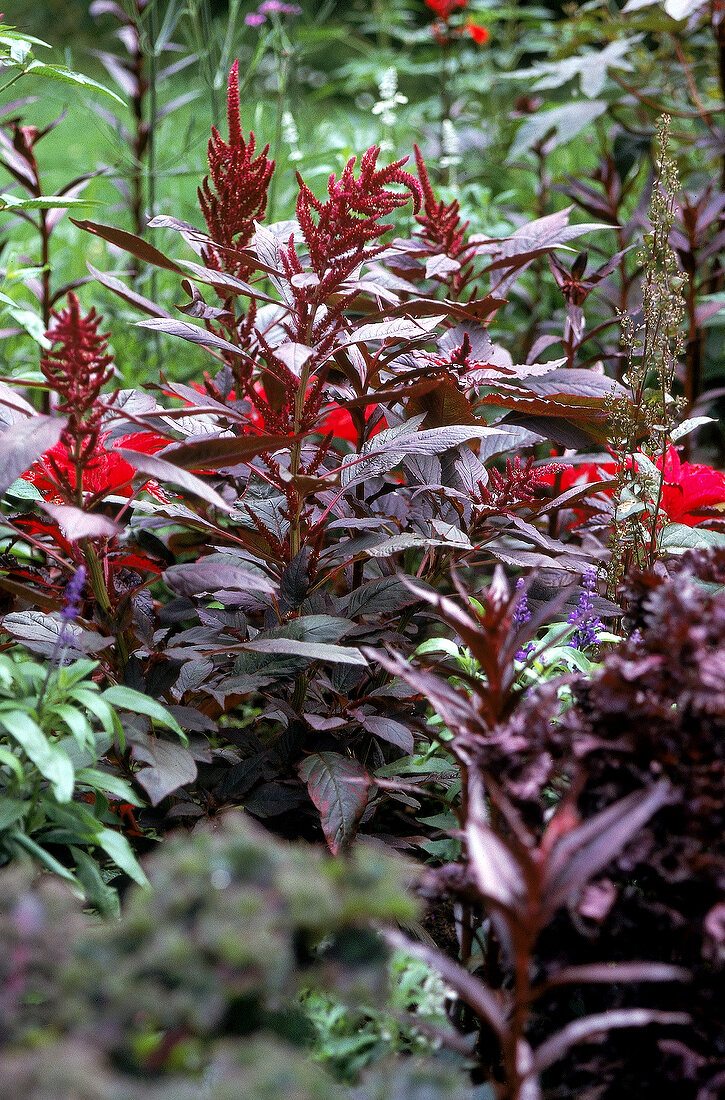 Bronze foxtail 'Bronze Standard' amaranth in front of red flowers