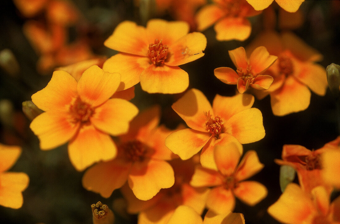 Orangegelbe Blüten der Studentenblume (Tagetes) 'Gnom'