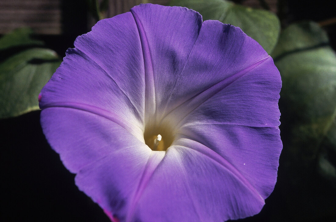 Purple flower with white calyx of the morning glory, close up