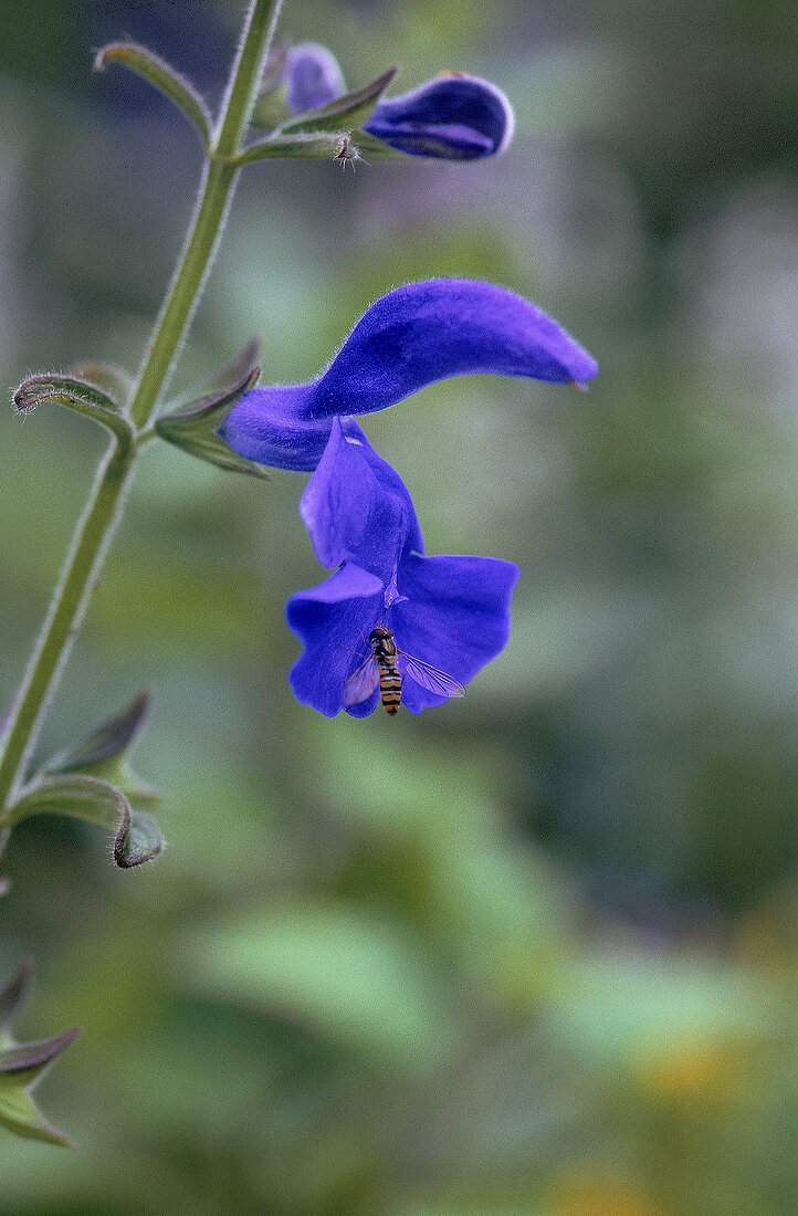 einzelne Blüte der tiefblauen Blüte des Salbeis mit Wespe