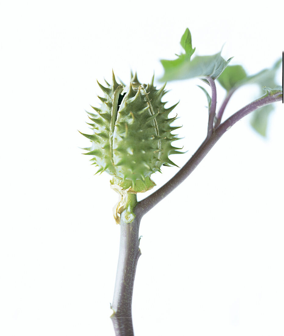 Viagra a.d. Natur: Close-up der stacheligen Frucht des Stechapfels