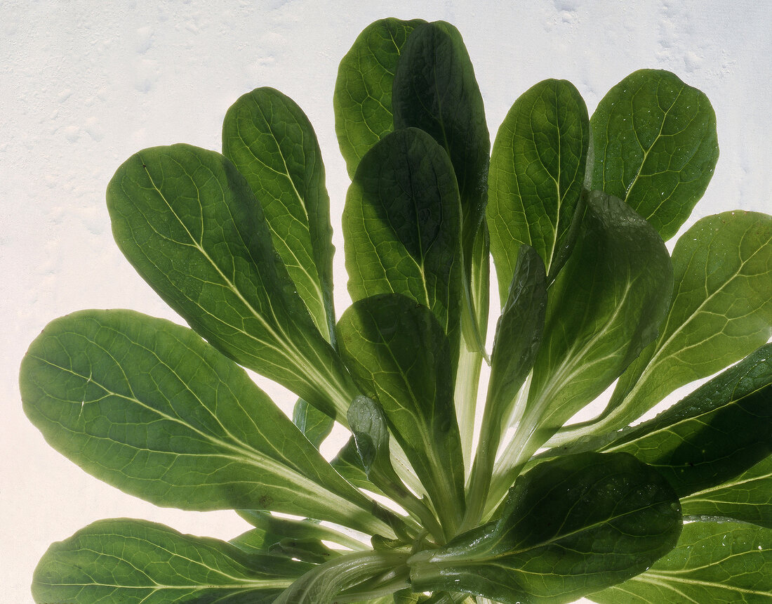 Feldsalat,close up 