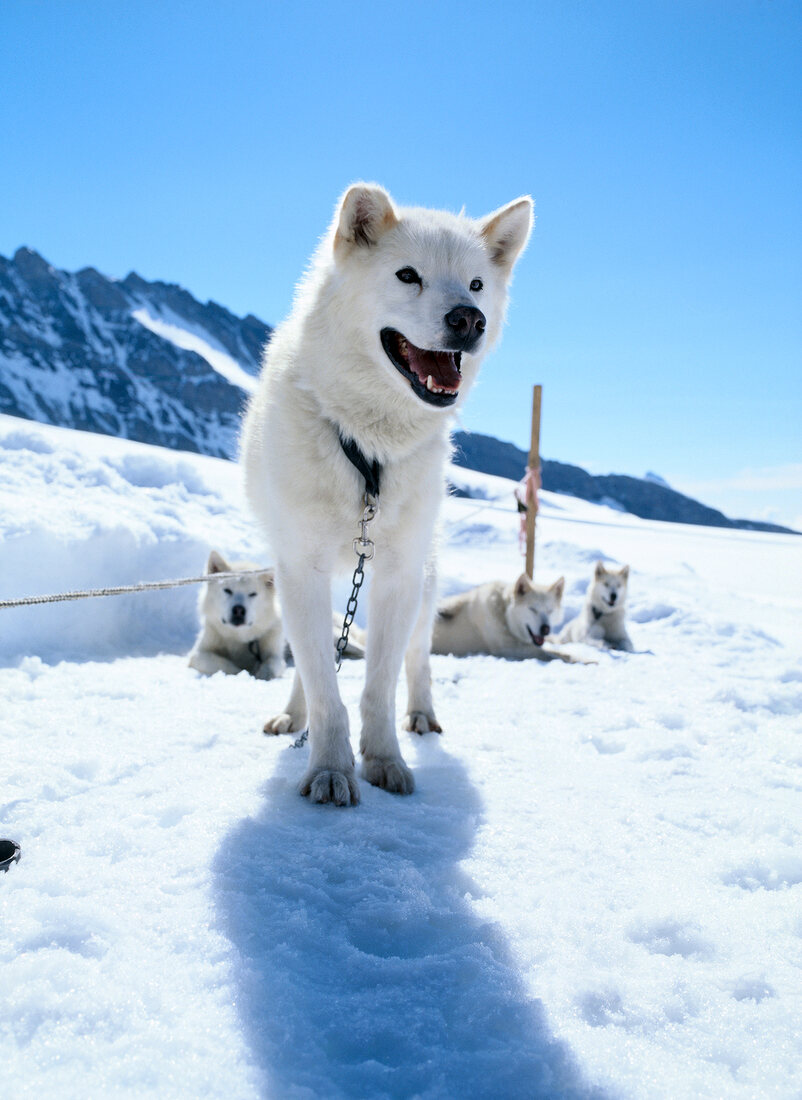 4 weiße Schlittenhunde,1 vorne groß von unten,gebirgige Schneelandschaft