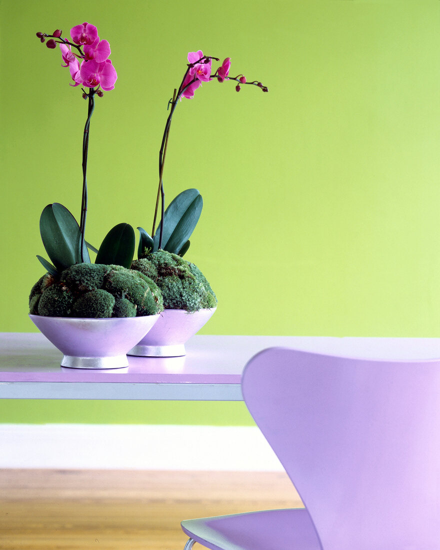 Pink orchid growing in moss in two purple bowls