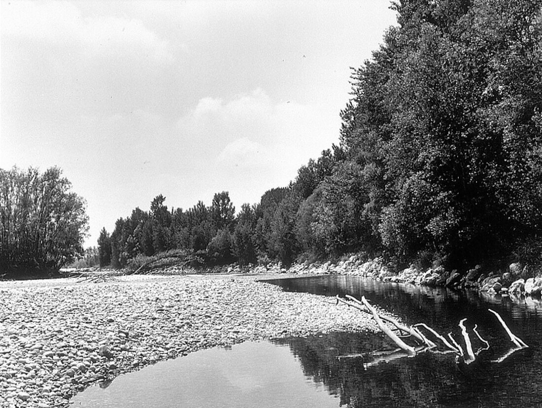 Flußlandschaft mit Kiesbett am Waldrand , s/w