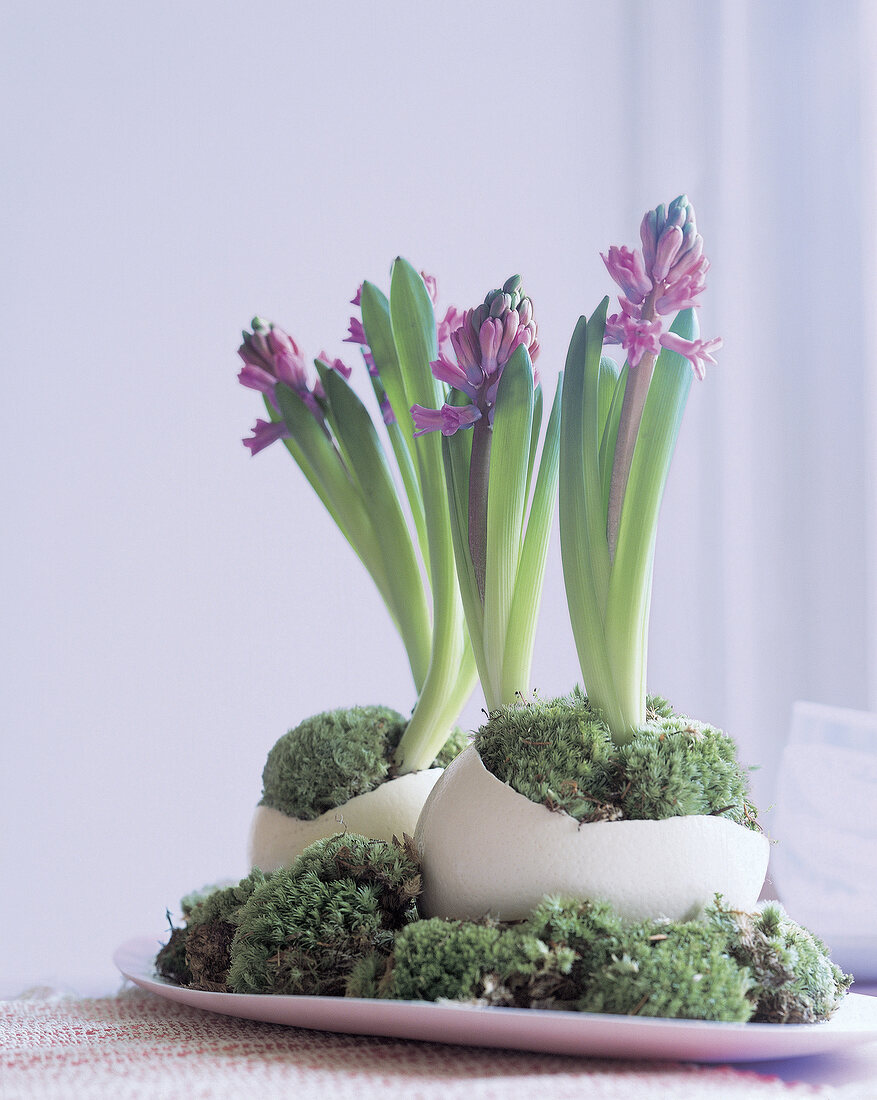 Ostrich eggs are planted with hyacinths and moss