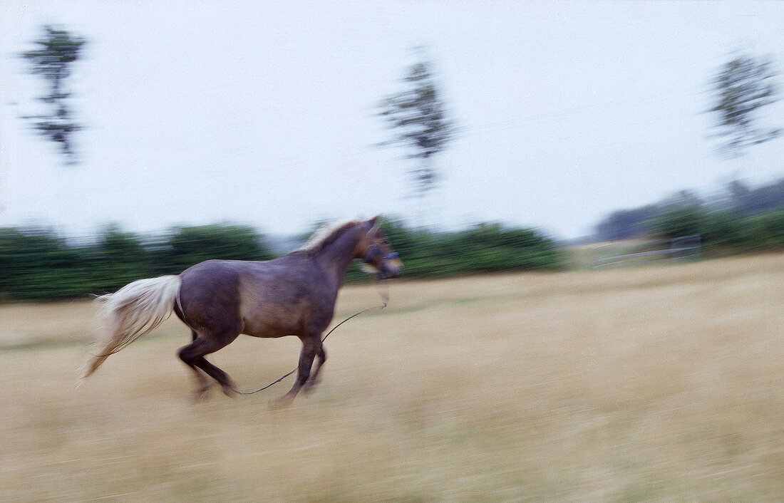 Ein braunes Pony im Galopp auf einer Weide