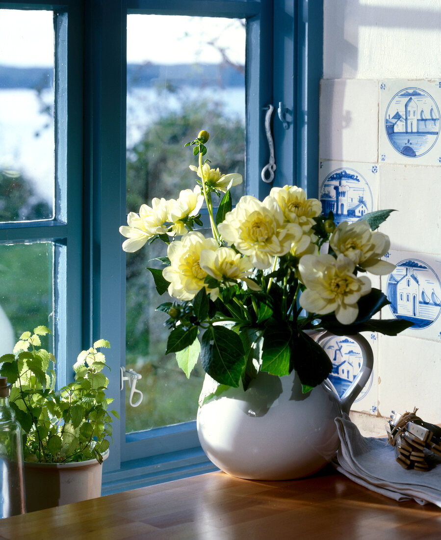 Henkeltopf mit weißen Dahlien vor blauem Sprossenfenster