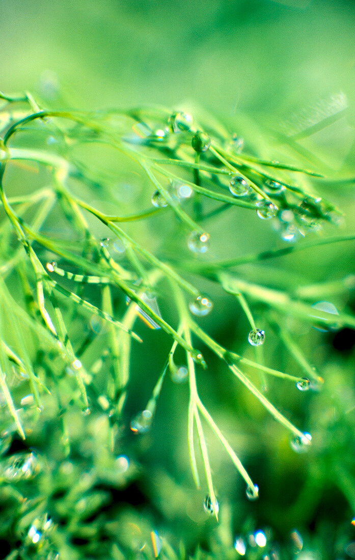 Close-up of droplets on dill leaves