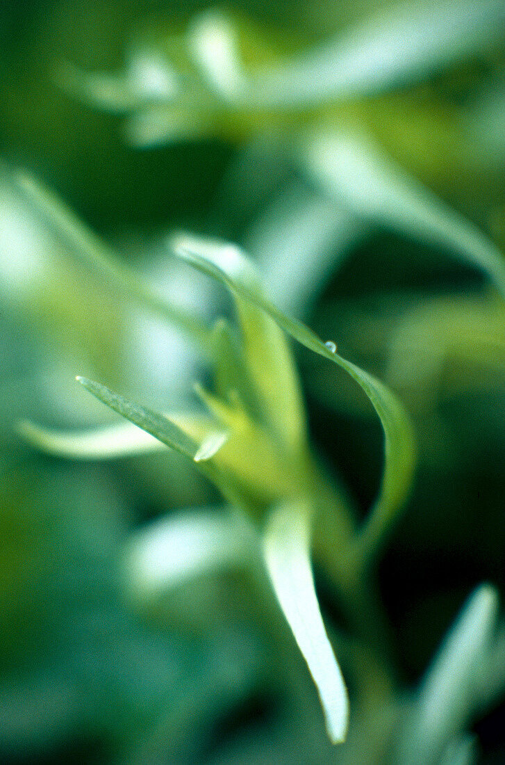 Close-up of tarragon leaves