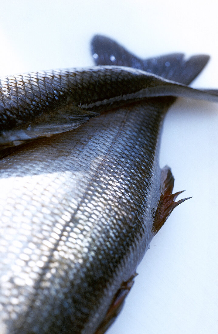 Close-up raw herring